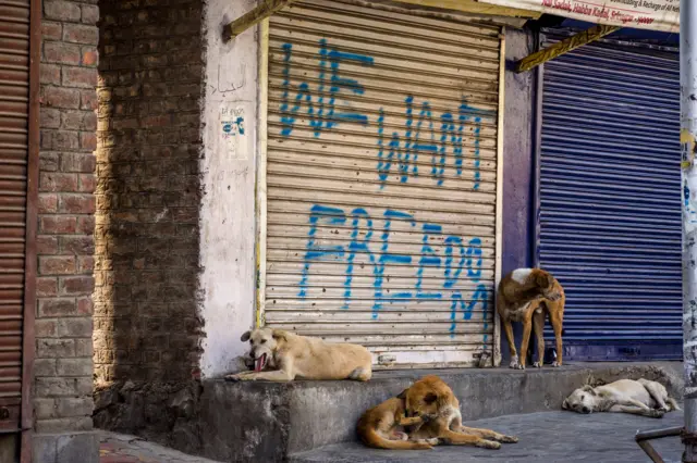 လမ်းဘေးခွေးပေါတဲ့ အိန္ဒိယ