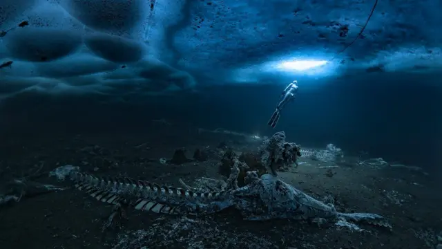 Foto de cadáveres de ballenas bajo el mar