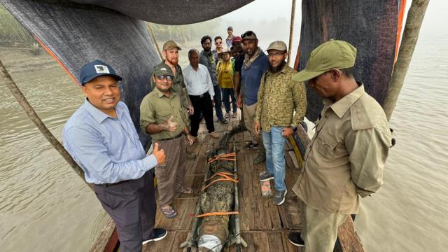 কুমিরের গায়ে বসানো স্যাটেলাইট ট্যান্সমিটার বসানোর প্রস্তুতি