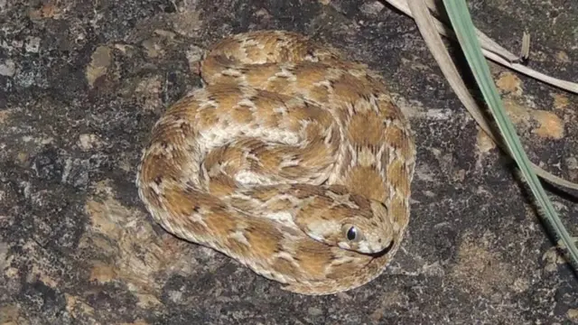 பாம்புகள்