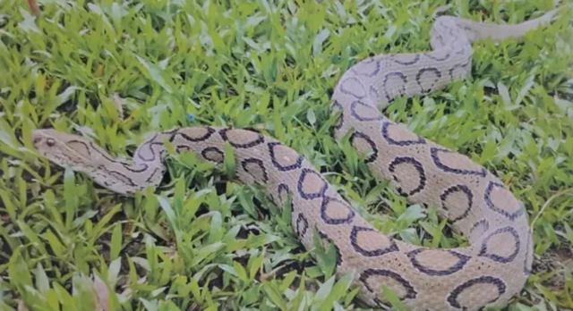 வங்கதேசம்: கண்ணாடி விரியன் பாம்புகளை அடித்துக் கொல்ல படையெடுக்கும் மக்கள் – ஏன்? என்ன நடந்தது?