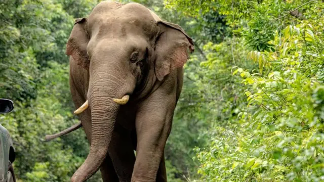 ప్లాస్టిక్ వేస్ట్