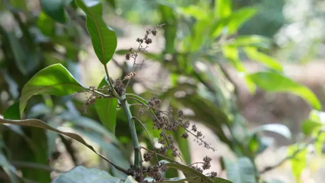 अनेक ठिकाणी आंब्याच्या बागेतला मोहोर करपला आहे, म्हणजेच सुकून गेला आहे.