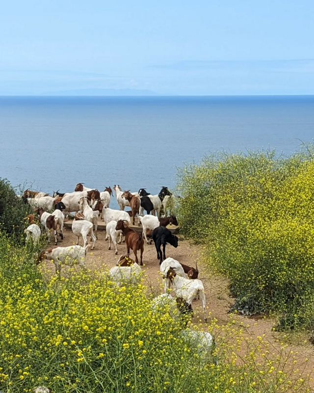Cabras pastando