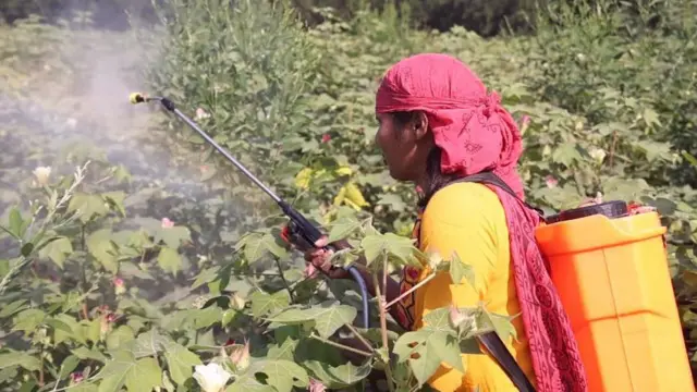 बिडकर भगिनी 