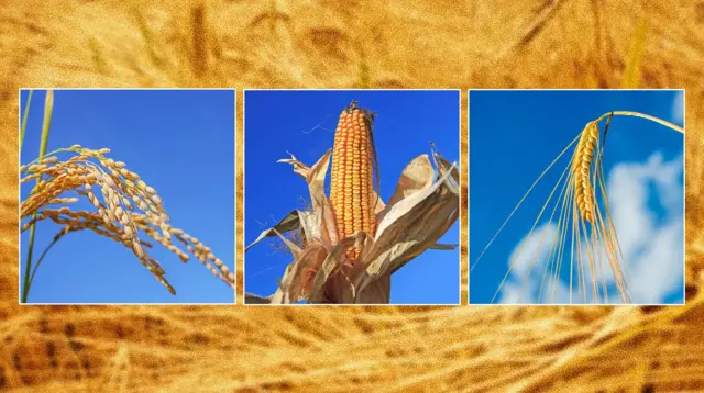 벼, 옥수수, 밀 이삭을 각각 보여주는 세 장의 곡물 이미지