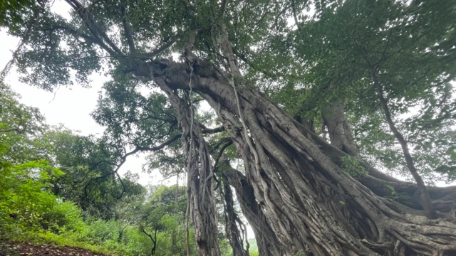 
దామగుండం అటవీప్రాంతం