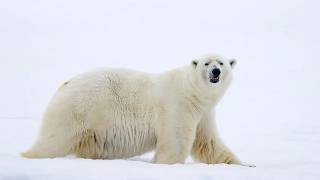 Белый медведь охотится на снежной равнине вдоль побережья Шпицбергена, Норвегия.