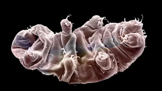 ours d’eau en état d’animation suspendue.