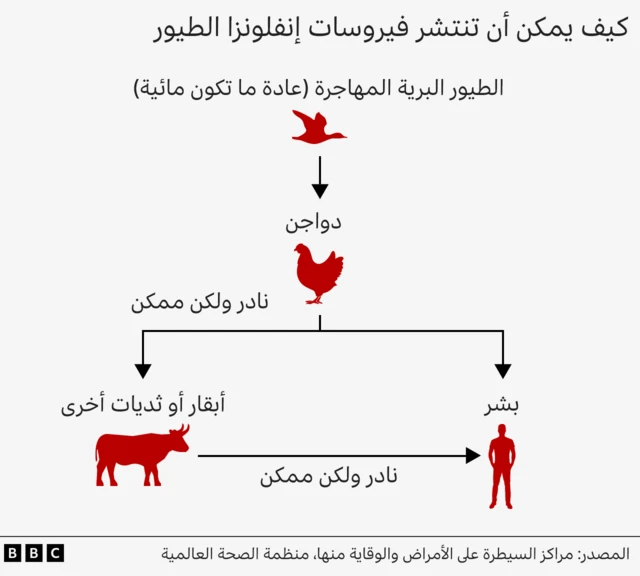 رسم توضيحي لكيفية انتشار فيروس إنفلونزا الطيور