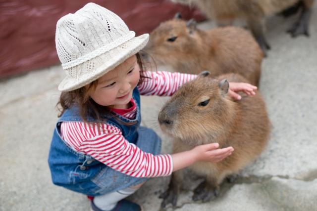 Criança aparece fazendo carinhojogo do 21 cartascapivara 