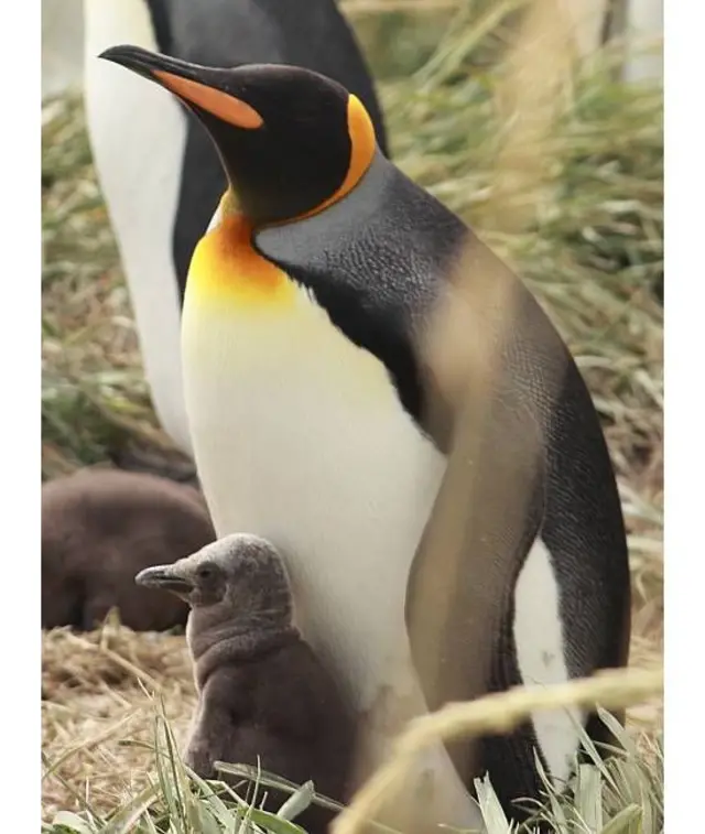 Un pingüino rey con su polluelo aún pequeño