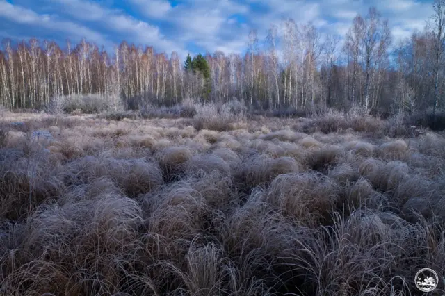 Чорнобильський заповідник 