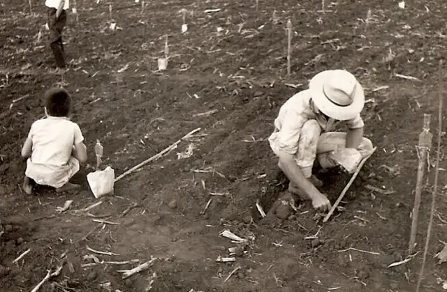 Pessoas abaixadas em uma lavoura