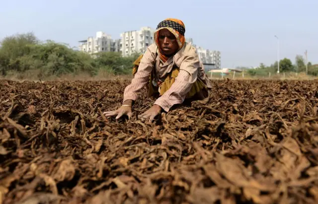 બીબીસી ગુજરાતી સુરેન્દ્રનગર ખેડૂત તમાકુ ખેતી જીરુ ધાણા વાવેતર પાટડી ધ્રાંગધ્રા