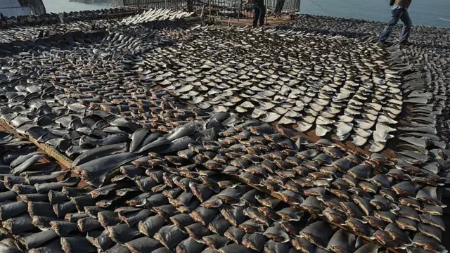 கடந்த 2013-ஆம் ஆண்டில், ஹாங்காங்கில் மேற்கூரை ஒன்றின்மீது காய வைப்பதற்காக பரப்பி வைக்கப்பட்டிருக்கும் சுறா துடுப்புகள்