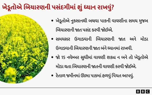 ખેતી, બિયારણ, કૃષિ, બીબીસી ગુજરાતી 