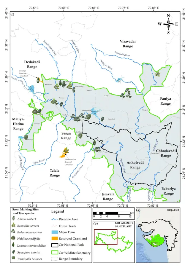ગીર, સિંહ, એશિયાઈ સિંહ, ગીરનું જંગલ, સિંહની ત્રાડ, સિંહની ગર્જના, સિંહનું પ્રજનન, સિંહનું સંવનન, સિંહોની વાતચીત બીબીસી ન્યુઝ, ગુજરાત 