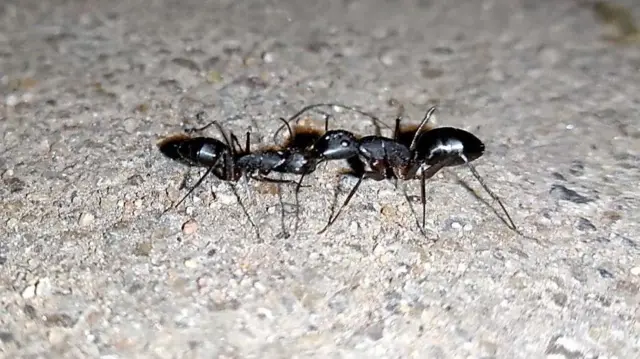 எறும்புகள் தமது ஆன்டனா மூலம் பேசிக்கொள்வது எப்படி? அவற்றின் மொழி என்ன?