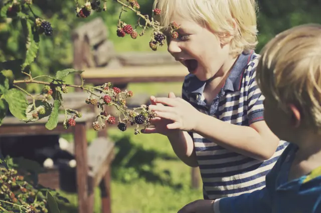 బ్లాక్ బెర్రీలు 