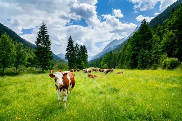 Vaca em paisagem verde na montanha