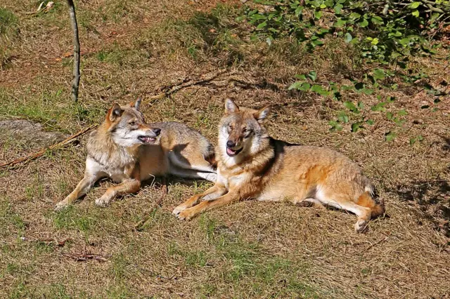 Вовки в національному парку в Баварії