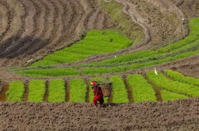 धानको बीउ राखेको ब्याडनजिकै डोकोमा मल बोकेर हिँडेकी एक महिलाको तस्बिर