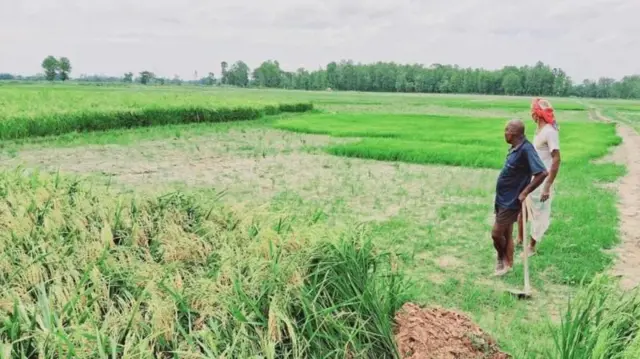 तराईको धान खेतको तस्बिर (फाइल तस्बिर)