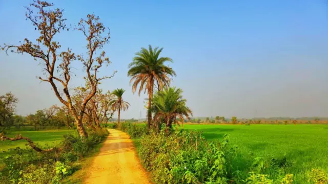 ஓர் அழகிய கிராமப்புற வயல்வெளியை ஒட்டி செல்லும் சாலையின் புகைப்படம்