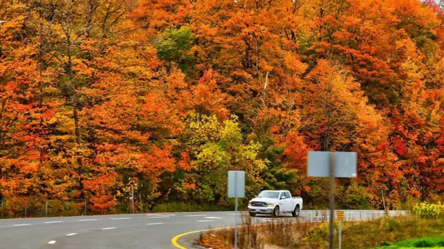 पेड़ों की रंग-बिरंगी पत्तियां