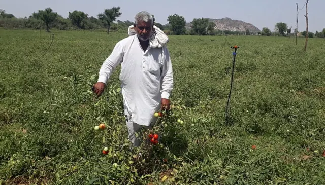 ટામેટાના ભાવો કેમ વધ્યાં?