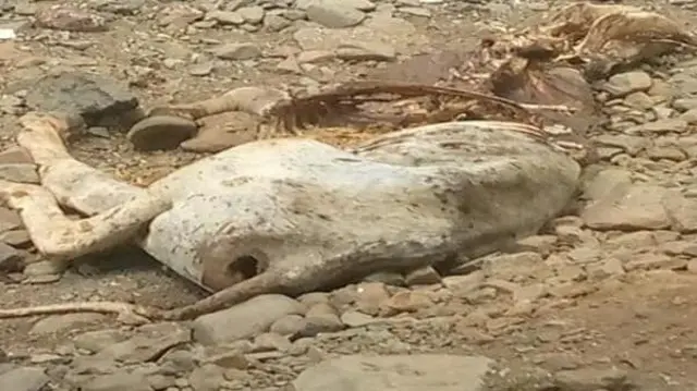 በድርቁ የሞተ የቤት እንስሳ