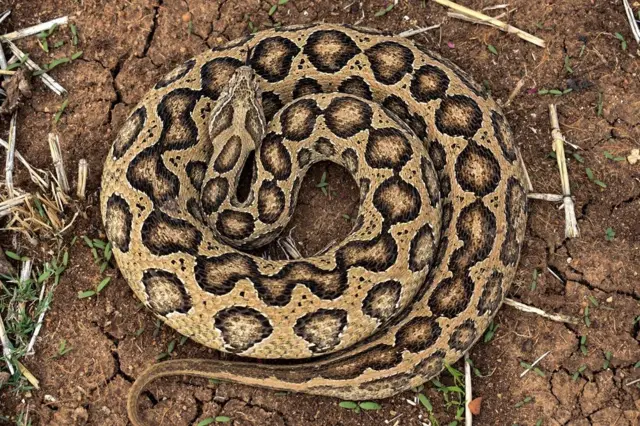 நஞ்சுள்ள, நஞ்சற்ற பாம்புகளை வகைப்படுத்தி எளிதாக அடையாளம் காண்பது எப்படி?