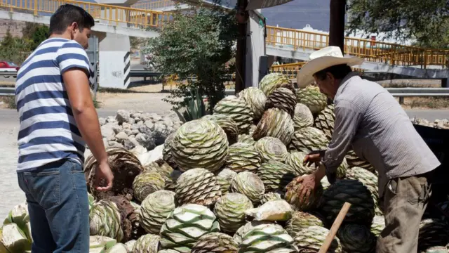 piñas de agave