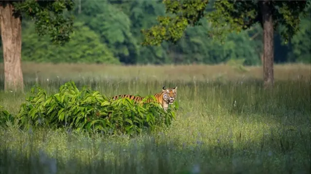 Raj Bhera patrolling a meadow on the lookout for prey