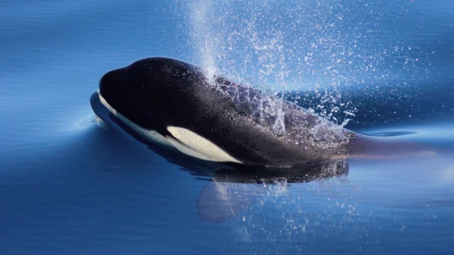 Orca
