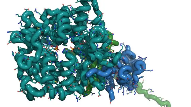 Proteína quinasa activada