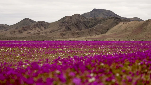 Ljubičasto cveće u pustinji, u podnožju planina