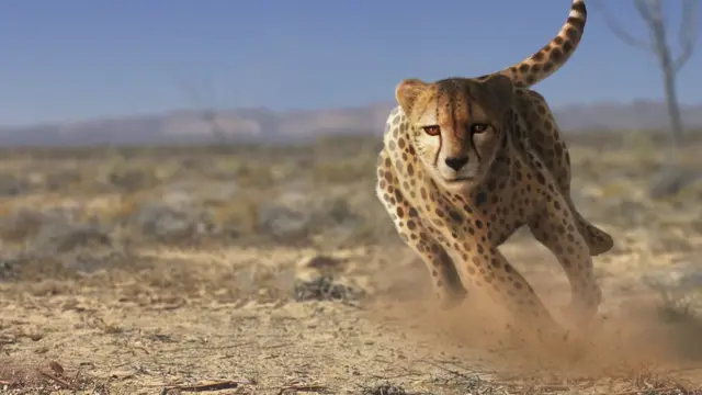 ચિત્તાની ભારતવાપસી