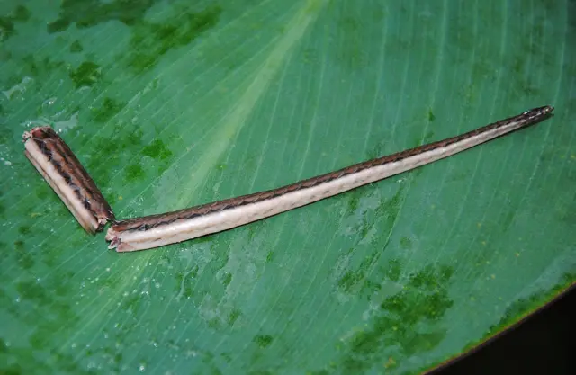 ශ්‍රී ලංකාවේ, මහනුවර දිස්ත්‍රික්කයේ, නාවලපිටියේ, ලංකා දියබරියාගේ කැඩුන වලිග කොටස (ලංකාවට ආවේණික)