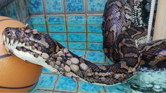Os caçadores de cobras dos EUA que lutam contra pítons gigantes - BBC News  Brasil