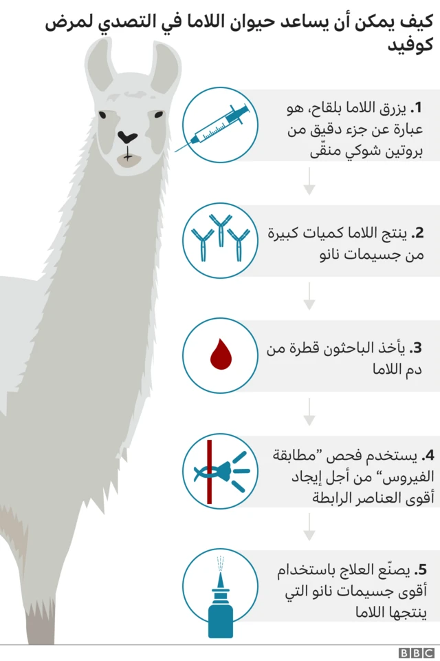 دور حيوان اللاما في إنتاج علاج لكوفيد