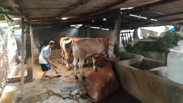 Miskandi (50) mengurus sapi-sapi di kandangnya di Sidoarjo, Jatim.