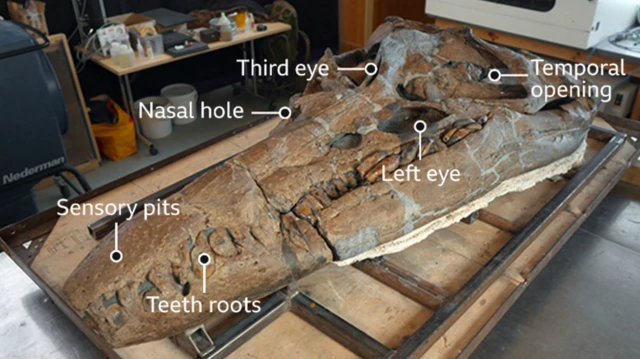 ส่วนต่าง ๆ ของหัวไพลโอซอร์มีความพิเศษไม่เหมือนใคร รวมทั้งตาที่สาม (Third eye) และรูบรรจุประสาทรับรู้แรงดันน้ำ (sensory pits) ที่จมูก