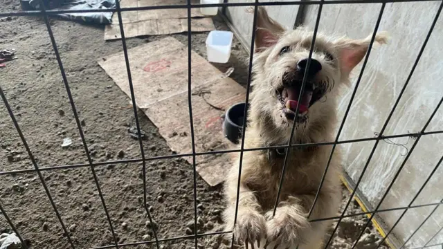 Cachorro apoiadoqual site de aposta paga maisgrade