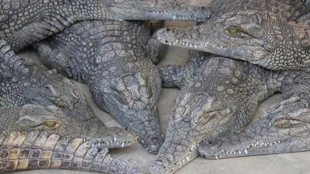 ኣብ ማእከል መራብሒ ሓራግጽ ኣርባምንጭ ካብ ዝርከቡ ሓራግጽ ብኽፋል