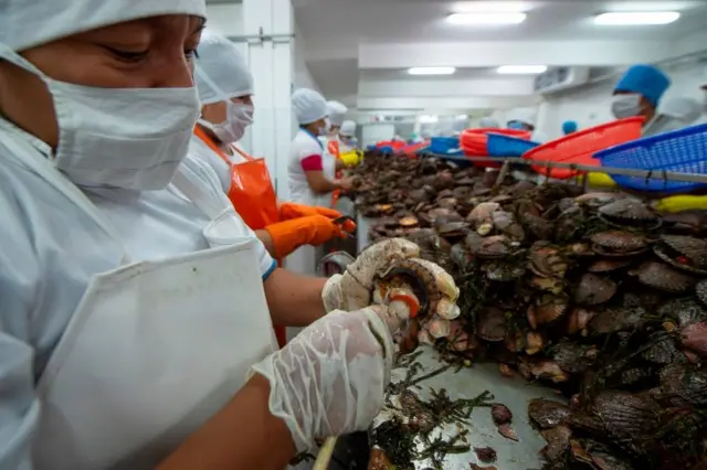 Trabalhadores limpam mariscos