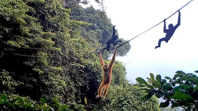ဂစ်ဘွန် (gibbon) မျောက်လွှဲကျော်တွေ