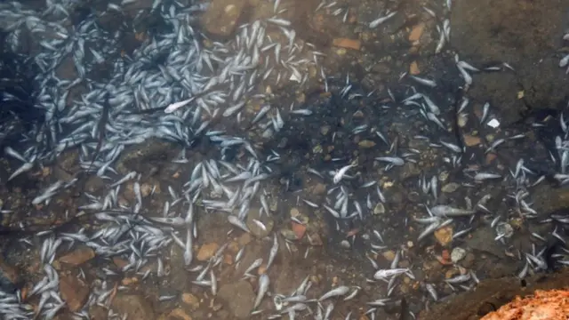 Peces muertos en las aguas del Mar Menor.