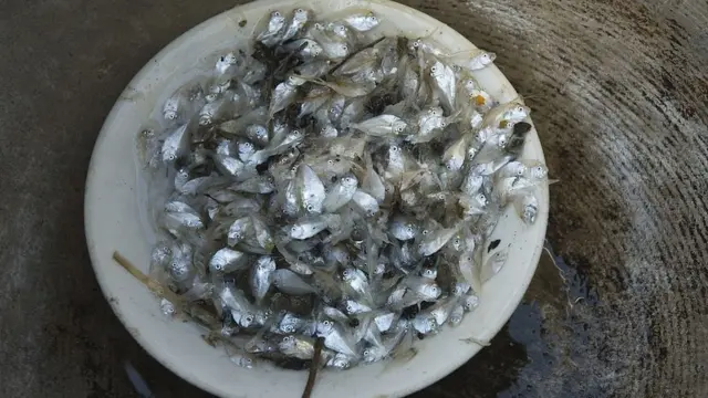 নষ্ট হওয়া মাছ